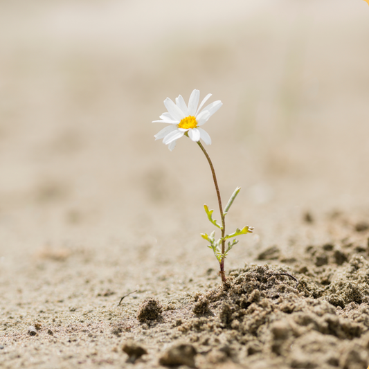 Teaching Emotional Resilience—Helping Students Handle Setbacks