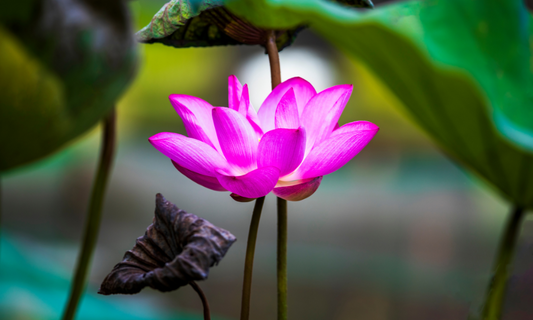 🌬️Embodying Grace, Safety & Truth: June’s Kundalini Practices for Inner Protection