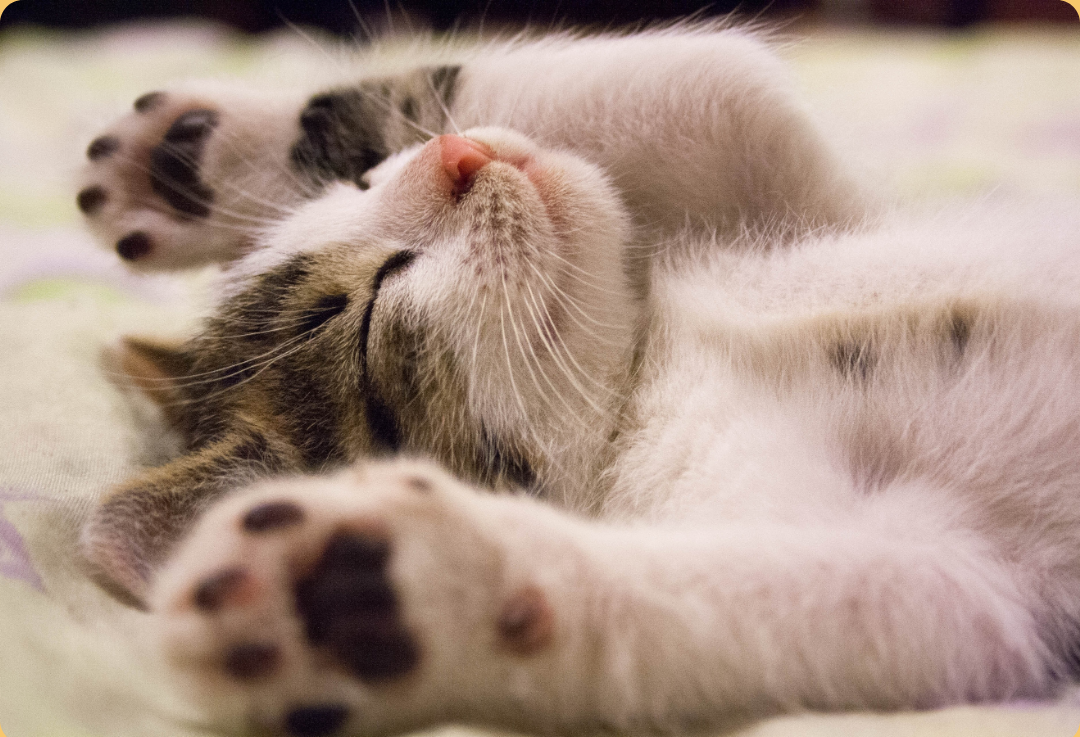 The #1 Mistake People Make When Trying to Get Stronger