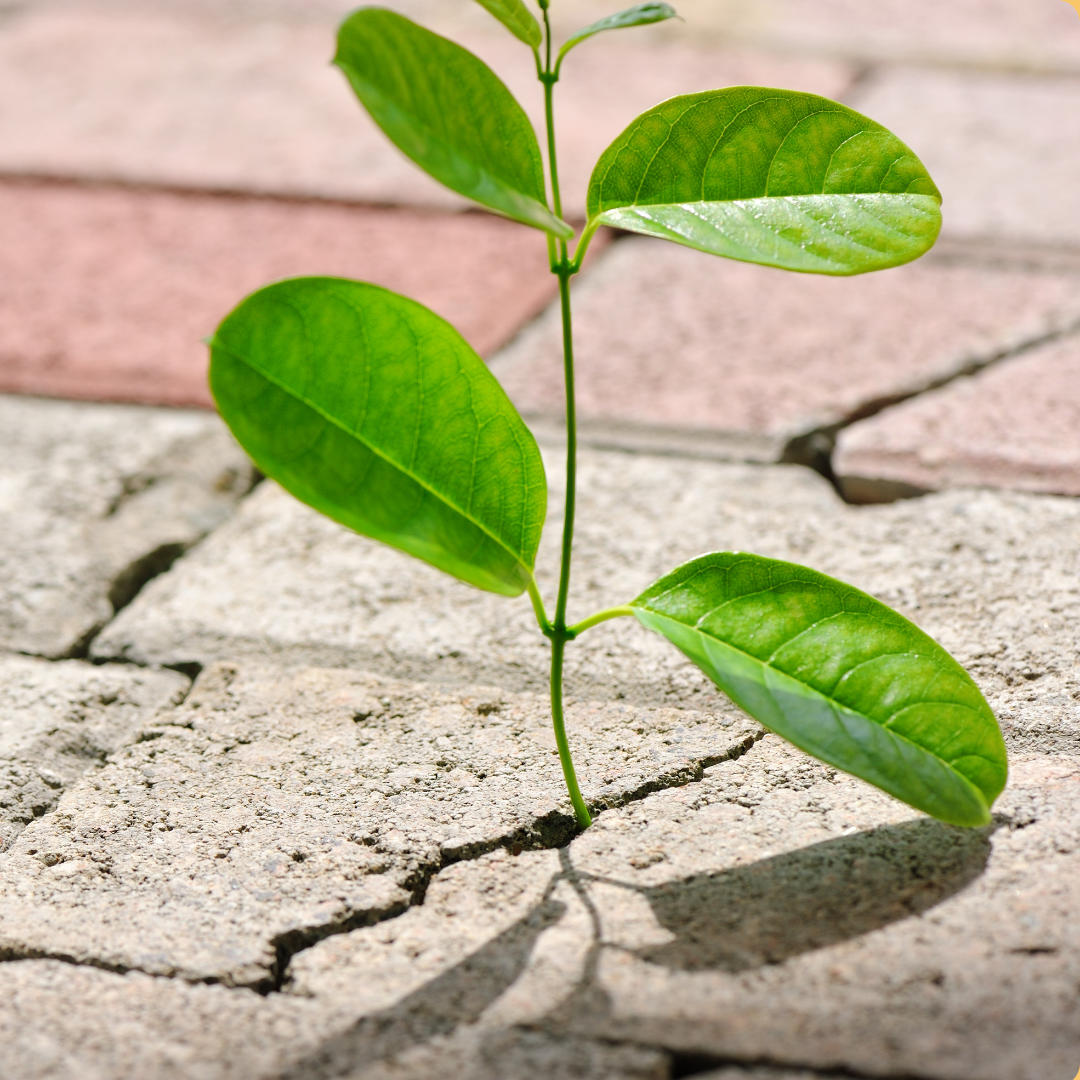 How to Overcome Resistance Without Forcing Yourself