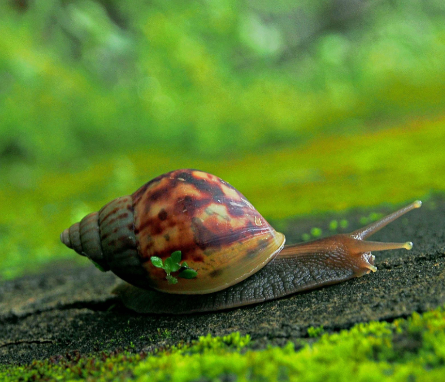 Coaching with the Energy of April: Why Slowing Down Leads to Bigger Breakthroughs