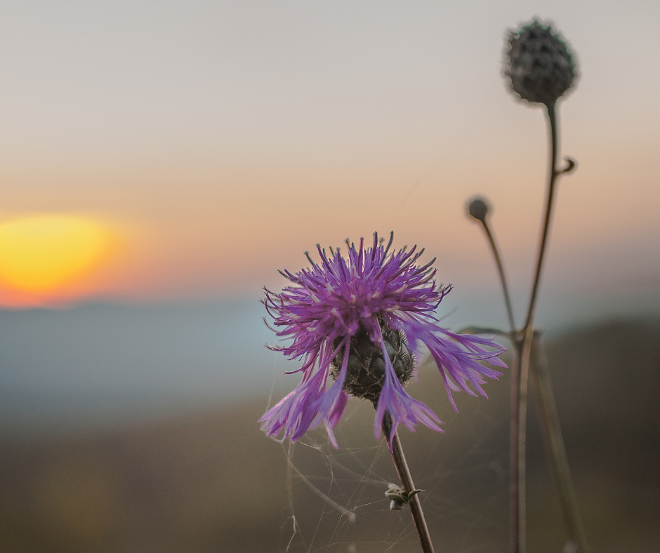 The Leadership Lesson Hidden in the Mountain’s Silence
