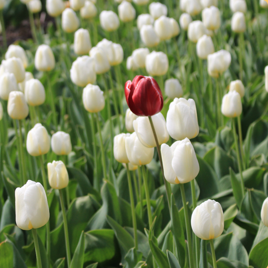 Every Child is Unique—How Akara Numerology Helps Personalize Education