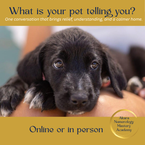 Pet Reading – What Is Your Pet Telling You?
